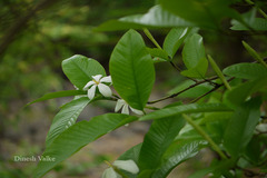 Gardenia resinifera